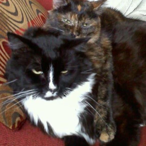 j3cat